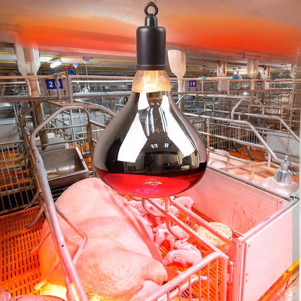 Kümes Hayvanları, Çiftlik Hayv - Agriculture Farming Livestock incelemesi ve fiyatı
