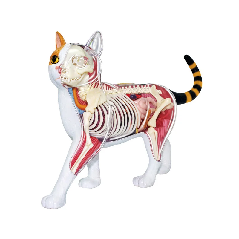 4D Vision Calico Cat Anatomy Model Skeleton Anatomical Model Fully Detachable Organs Body 28 Parts Kids Science Educational Toys