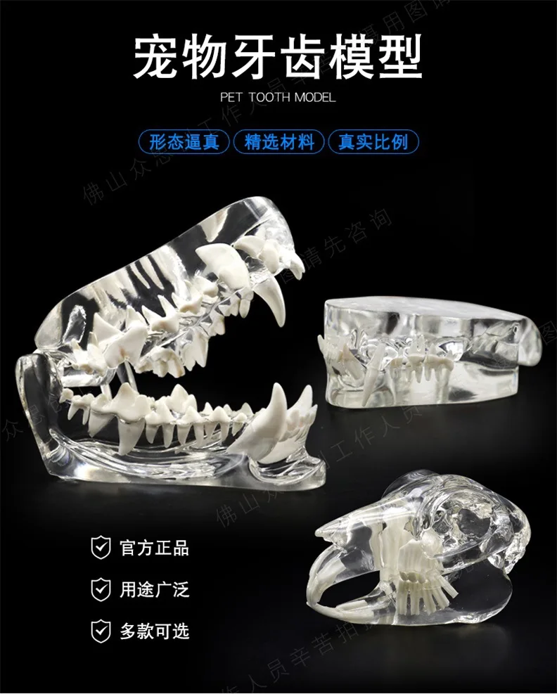 Veterinary Oral Simulation Model: Transparent Dog & Cat Tooth Demonstration Mold
