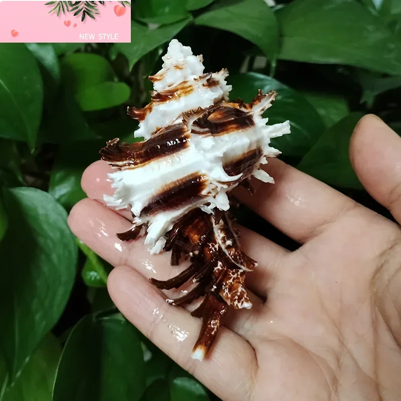 

Натуральная прочная ракушка Murex, коричневые полосатые ракушки для краба-отшельника, морской пляжный декор, коллекция раковин, аквариум (5 см-7 см)