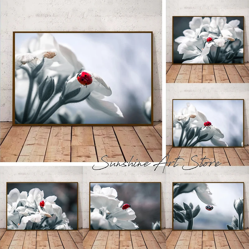 Fotografía de la naturaleza, insectos, mariquita, mariquita roja en flores blancas, fotos reales, póster, pintura en lienzo, imágenes de pared, decoración del hogar