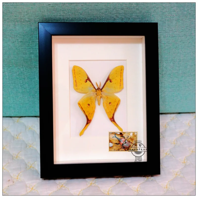 

Real insect specimen butterfly DIY artwork picture frame home decoration ornaments hobby collection home decoration accessories