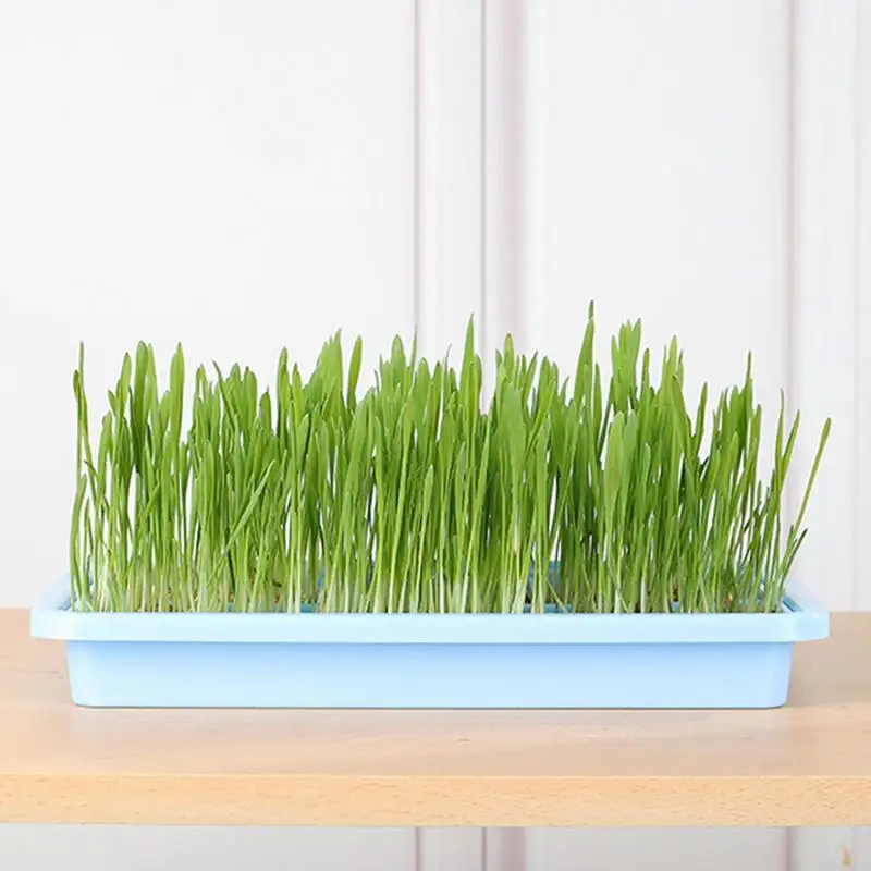 Seedling Sprouter Tray Seedling Germination Tray Nursery Tray Large Capacity Healthy Wheatgrass Growth Tray Plant Growing Tray