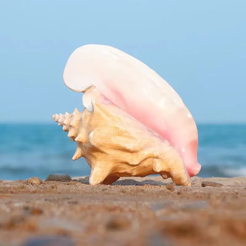 

Natural Queen Conch & Lipstick Conch Shell, Mediterranean Aesthetic Extra Large Seashell Craft Decorative Home Ornament