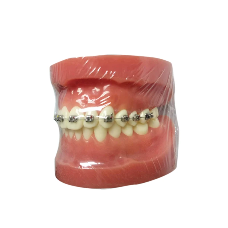 modeles-anatomiques-denta-typodont-etude-orthodontique-medicale-dentiste-modele-de-dents