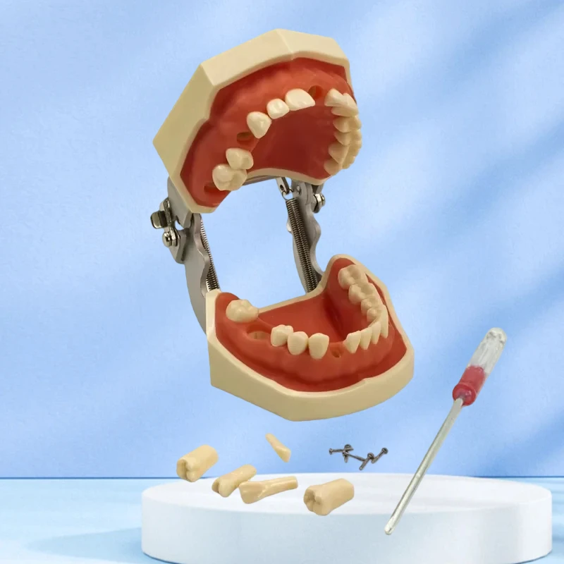 

Модель зубов Модель упражнений для подготовки зубов Съемная обучающая модель зуба с отверткой Стоматологические инструменты