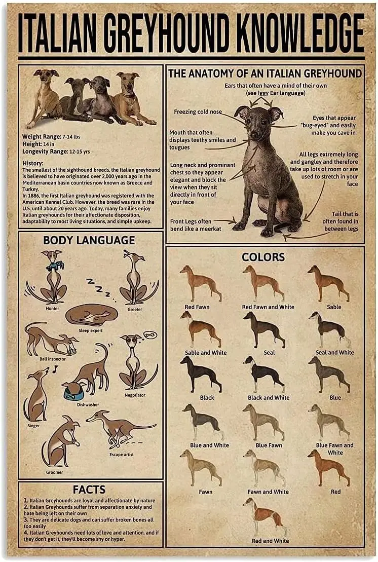 Plaque métallique décorative « La Connaissance du Chien » : L'anatomie d'un lévrier italien – Affiche rétro imprimée pour école, animalerie, café, bar, chambre