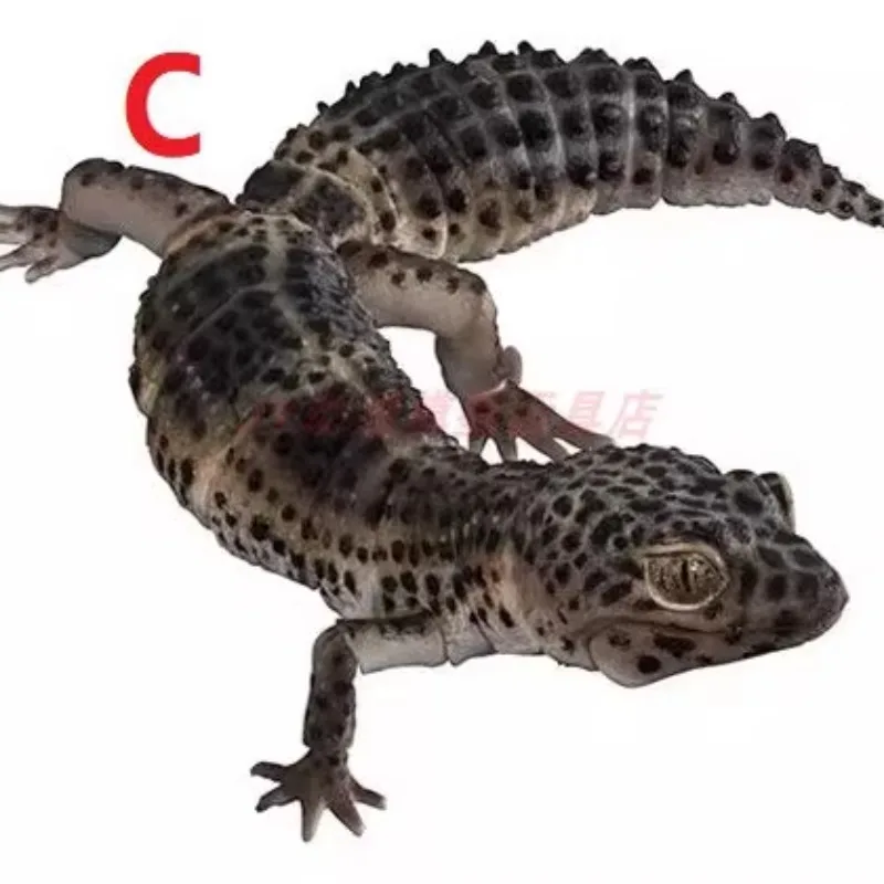 สารานุกรมชีวภาพของแท้ Bandai, รุ่นพิเศษ, จิ้งจก Armadillo, ตุ๊กแกเสือดาว, รูป, โมเดล