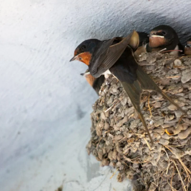 

Комплект колес и шин для грузовиков 1/10 с несколькими шестигранными адаптерами (12 мм/14 мм/17 мм) — для радиоуправляемого автомобиля ARRMA Senton/TRX Slash