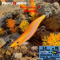 3.0 06ORANGE SCALES