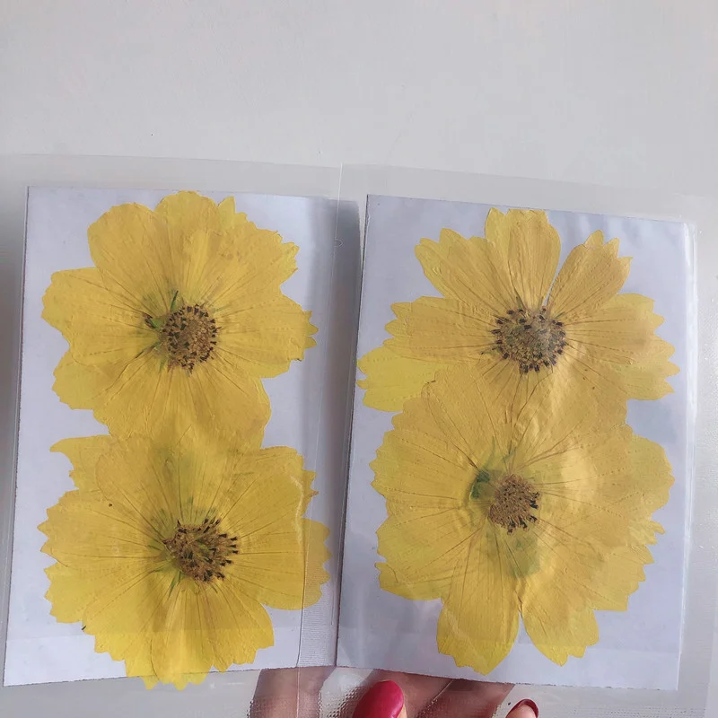 36 Buah Bunga Kosmos Besar Bun - Dried Flower Bookmark ulasan dan harga