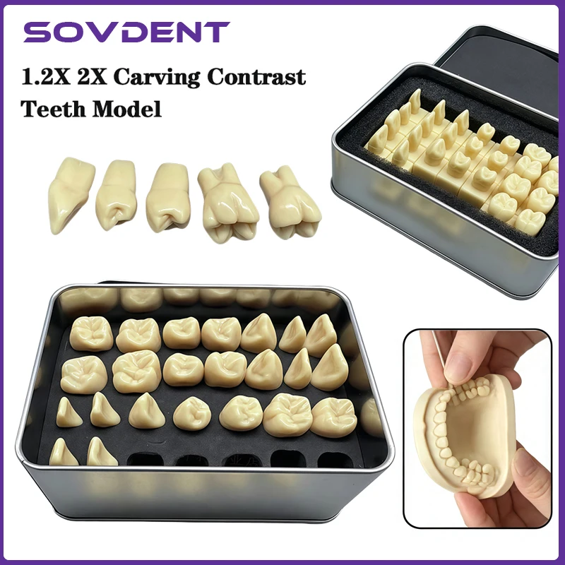 1/set Dentist Carving Teeth Model Adult Permanent Teeth Carved Comparison Model Dentistry Laboratory Study Demonstration