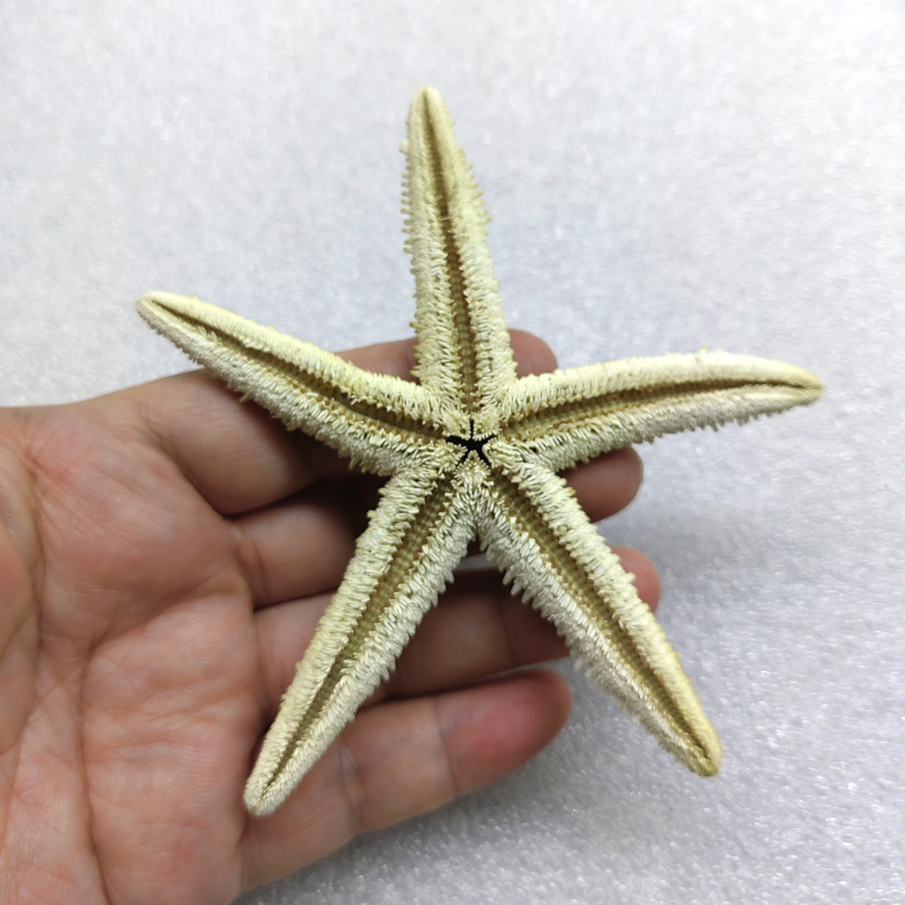 1pc Natural Starfish Seashell Beach Craft Natural Sea Stars DIY Beach Wedding Decoration Crafts Home Decoration