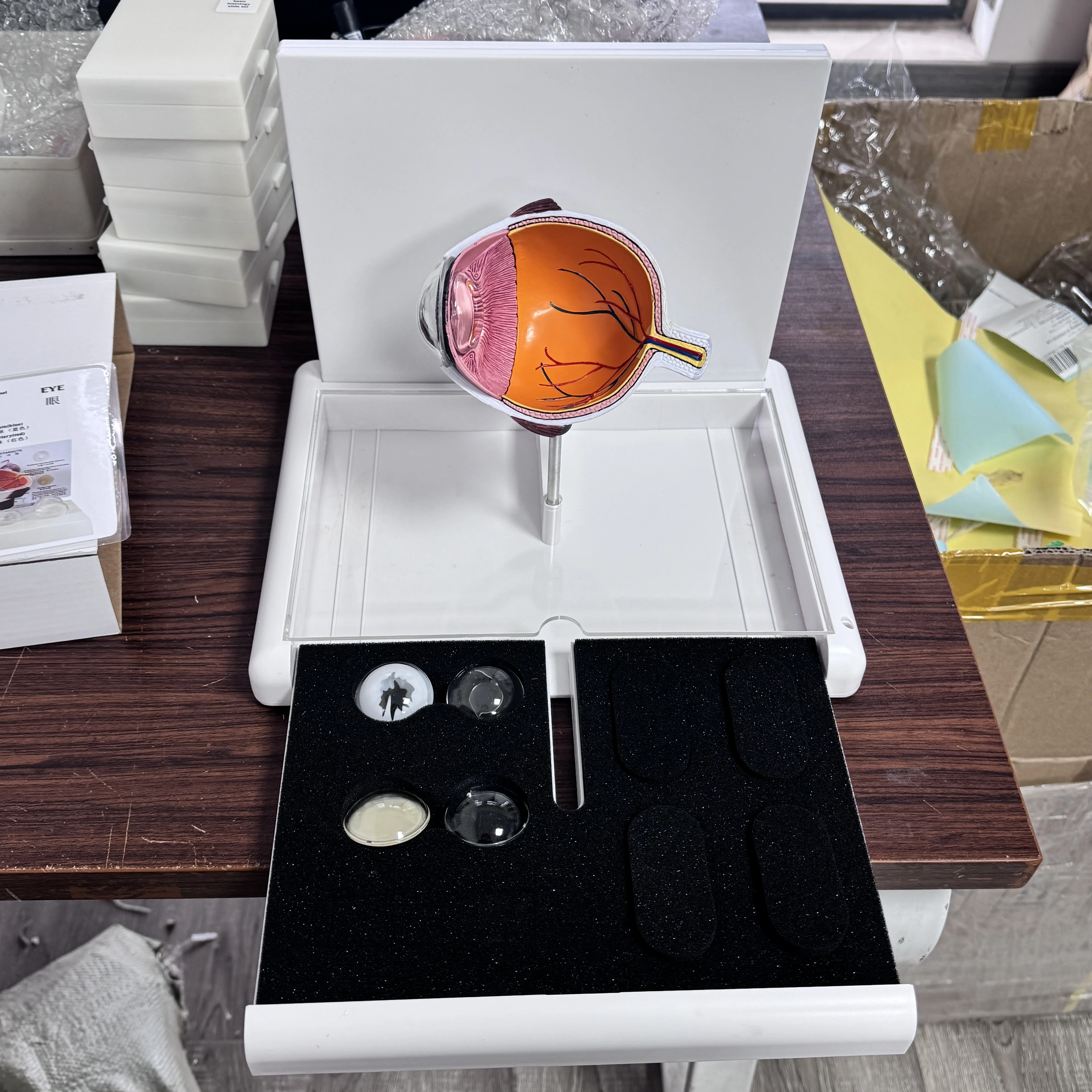 医療教育モデル,PVC,アイキャタクトの解剖学,人体科学