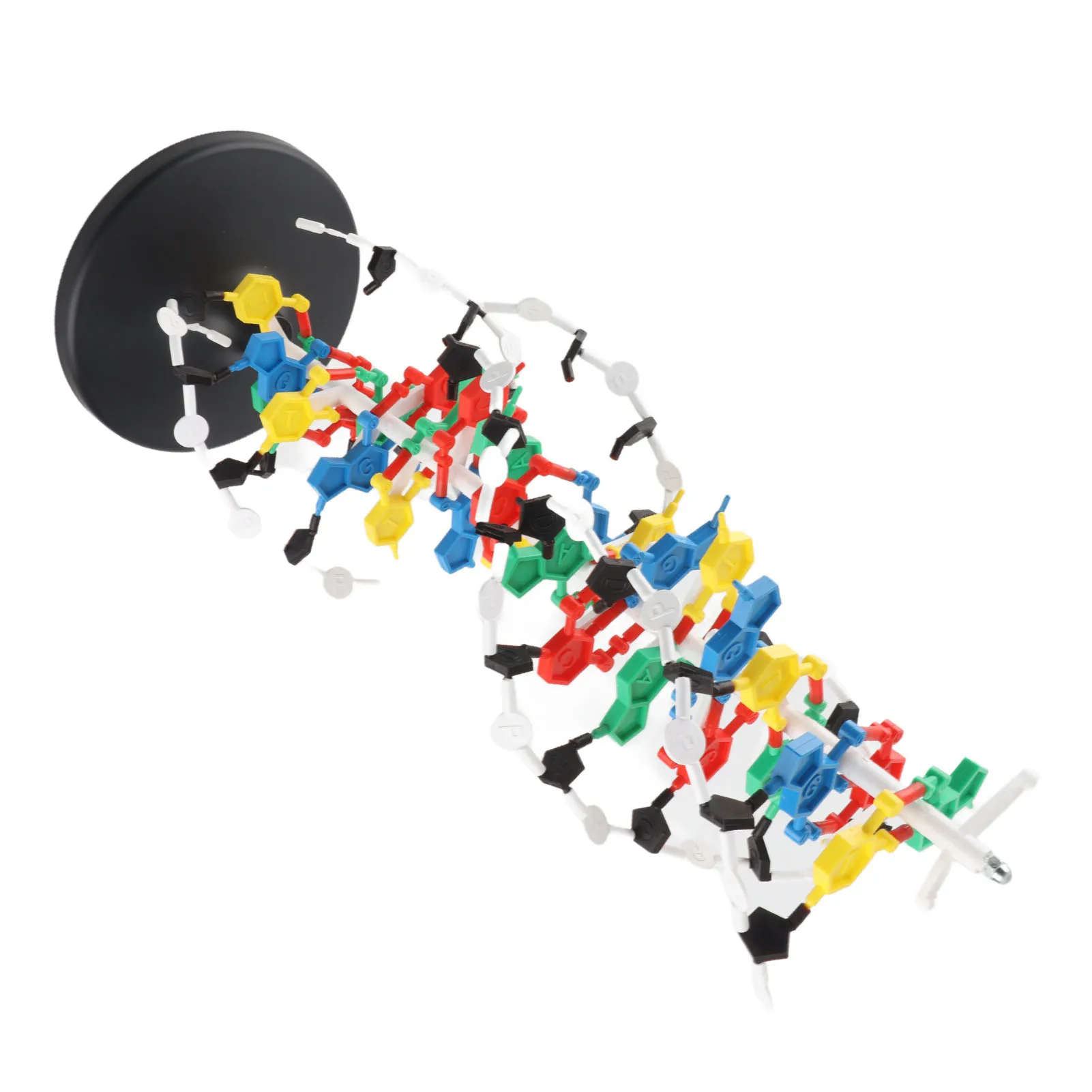 

DNA Dual Helix Model DNA Structure Model Plastic Educational DNA Dual Helix Model Teaching Equipment