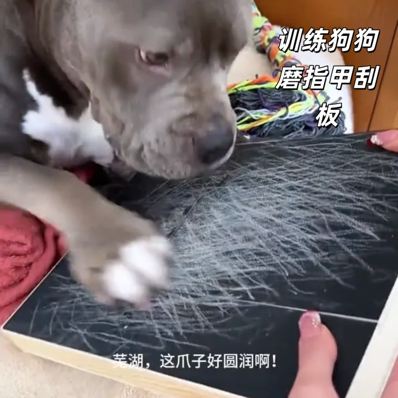 Dog Scratching Nails, Pet Cat Pull-out Planers, Sofa Sandpaper, Scraper Repair Supplies