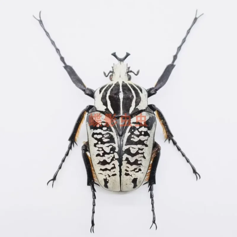 Goliaths albosignatus kirkianus real insect specimen steam photography collection natural gift home decoration hobby collection