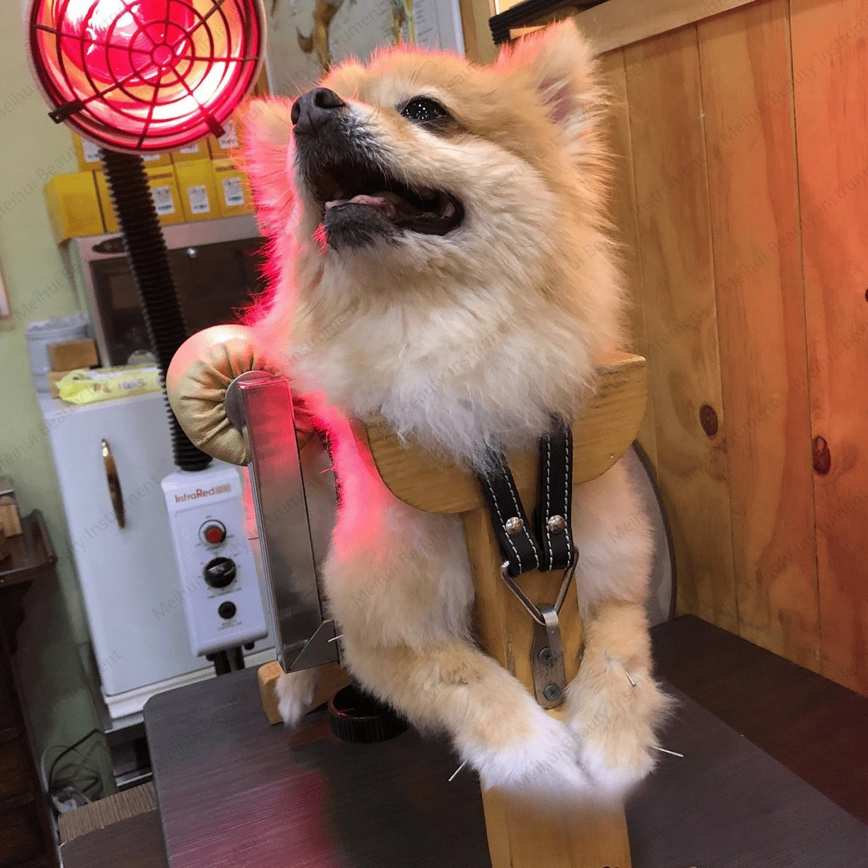 الوخز بالإبر والكى السرير الحيوان باودينغ رف تعادل تربية الرف مشلول الكلب حقن إعادة التأهيل العصب