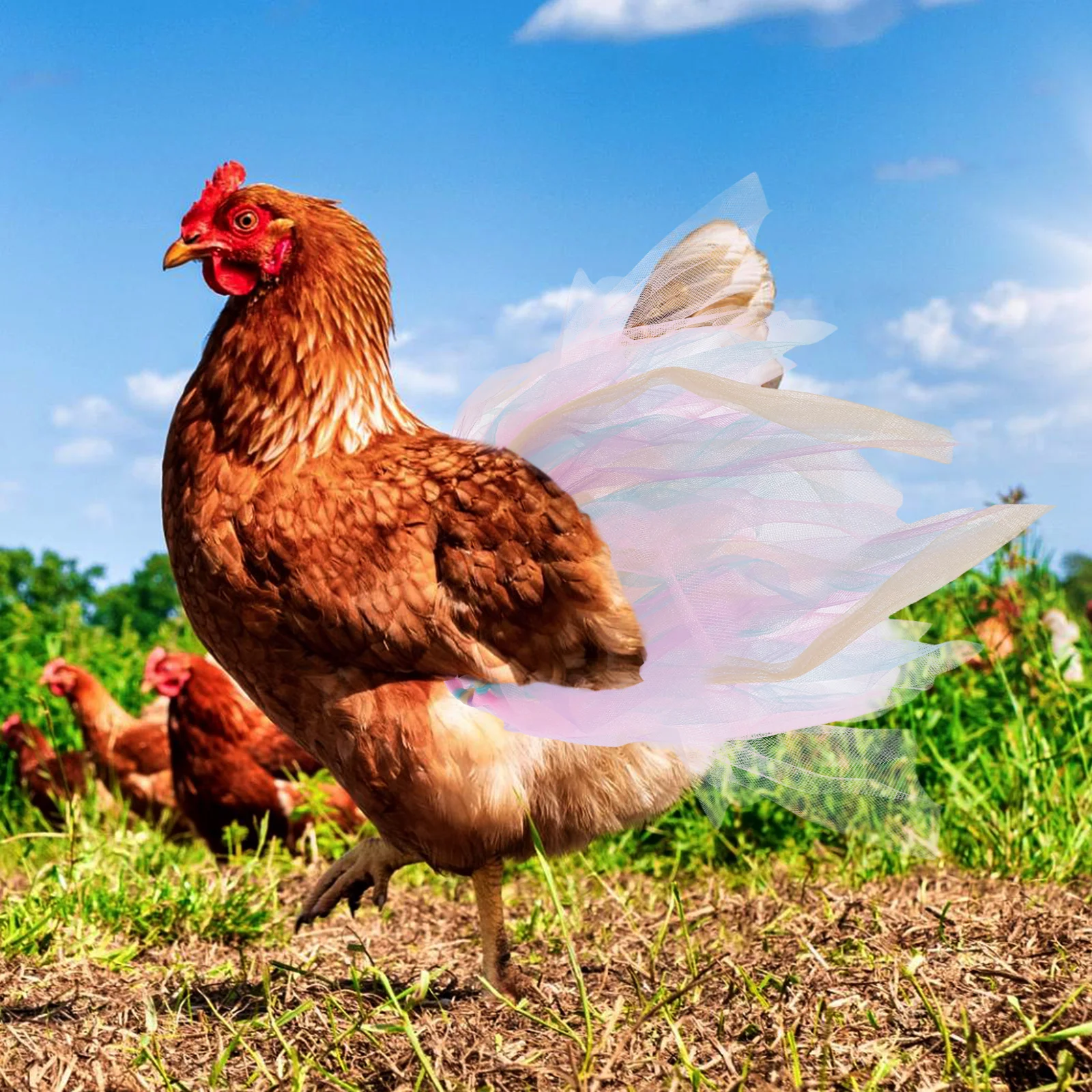 

Chicken Saddle Skirt M Chicken Tutu Skirt Size Breathable Wear Resistant Poultry Poultry Supply Supply Costume Accessories