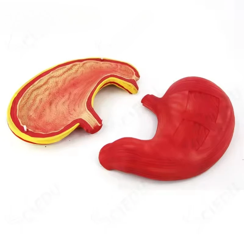 

Stomach Anatomy Model Normal Stomach Anatomy Teaching Instrument Human Organ Medical Demonstration Student Stomach Model