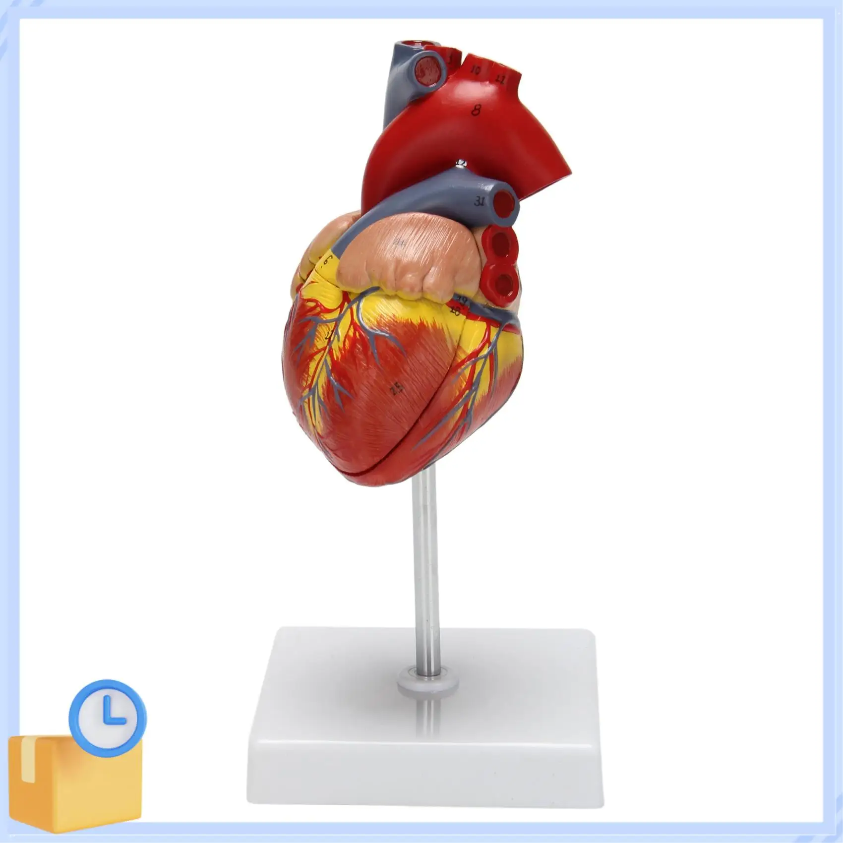 Popular 1: 1 Human Heart Model, Anatomically Accurate Heart Model Life Size Human Skeleton Anatomy For Science Classroom Study D