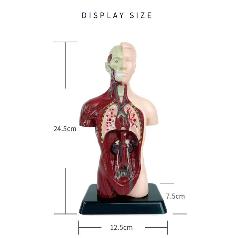 Human Body Model With 7 Removable Organ Models,Educational Organ Anatomy Model For Biological Science Learning