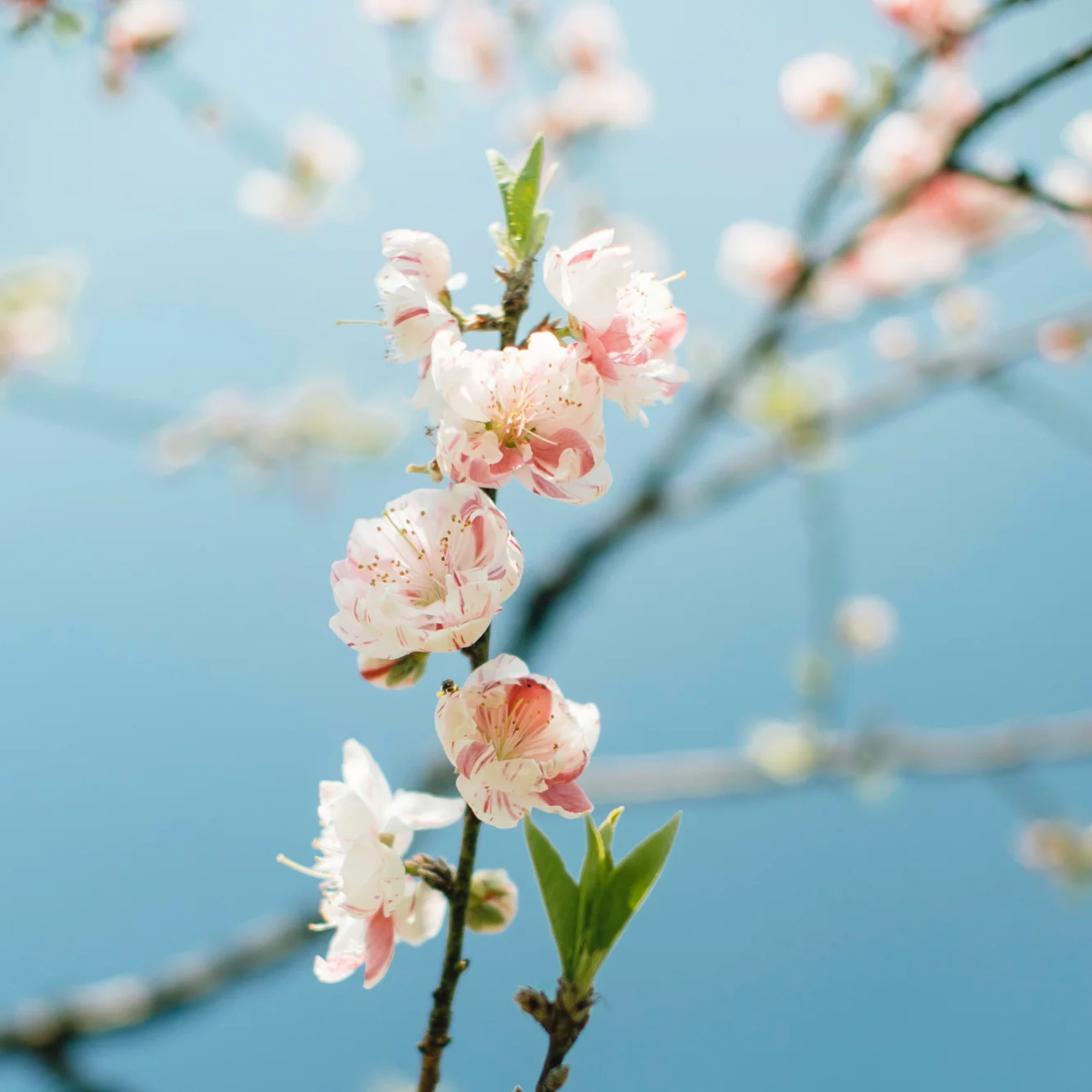 

yf For ford Mondeo Fusion MK5 2013-2020 Android 14 Multimedia Player Carplay GPS Navigation Touch Screen Car Radio Stereo Unit