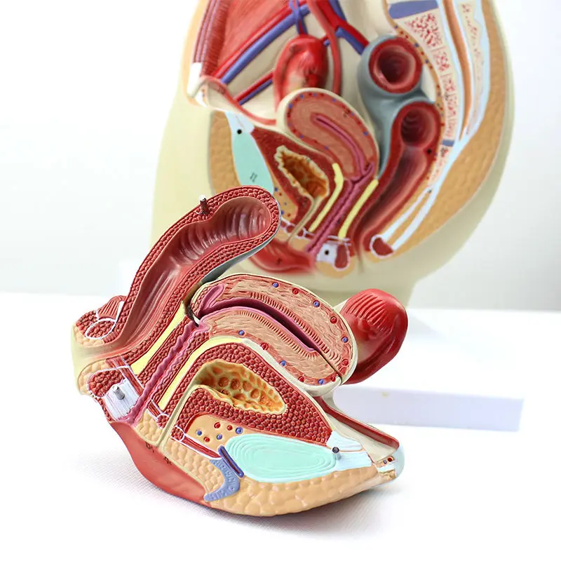 Female Pelvic Anatomy Model, Genitourinary Uterus Gynecology Medical Model, Tabletop Decoration