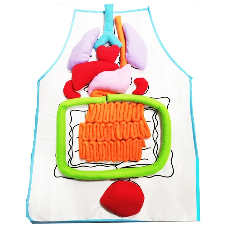 

Organ Teaching Apron Anatomy Apron Human Body Educational Home Apron Aids Toys For Children Body Teaching