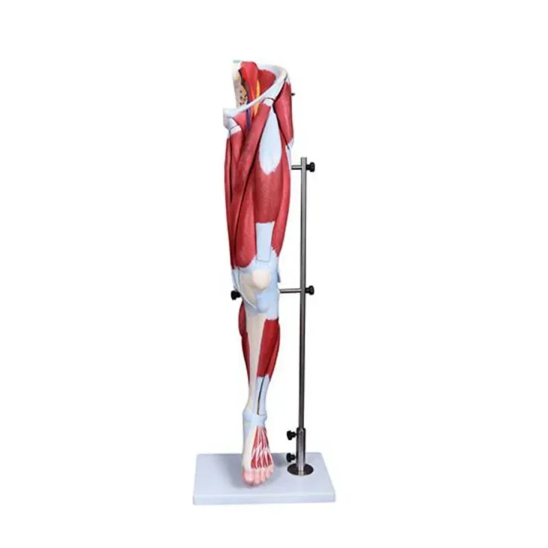 Human Lower Limb Anatomical Leg Anatomy Muscle Model For Medical Science Education