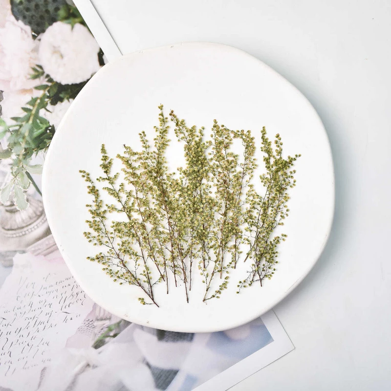 Pressed Artemisia annua real leaves dry flower DIY photo frame plant photo books decorative painting Epoxy supplies,12pcs,7-10cm