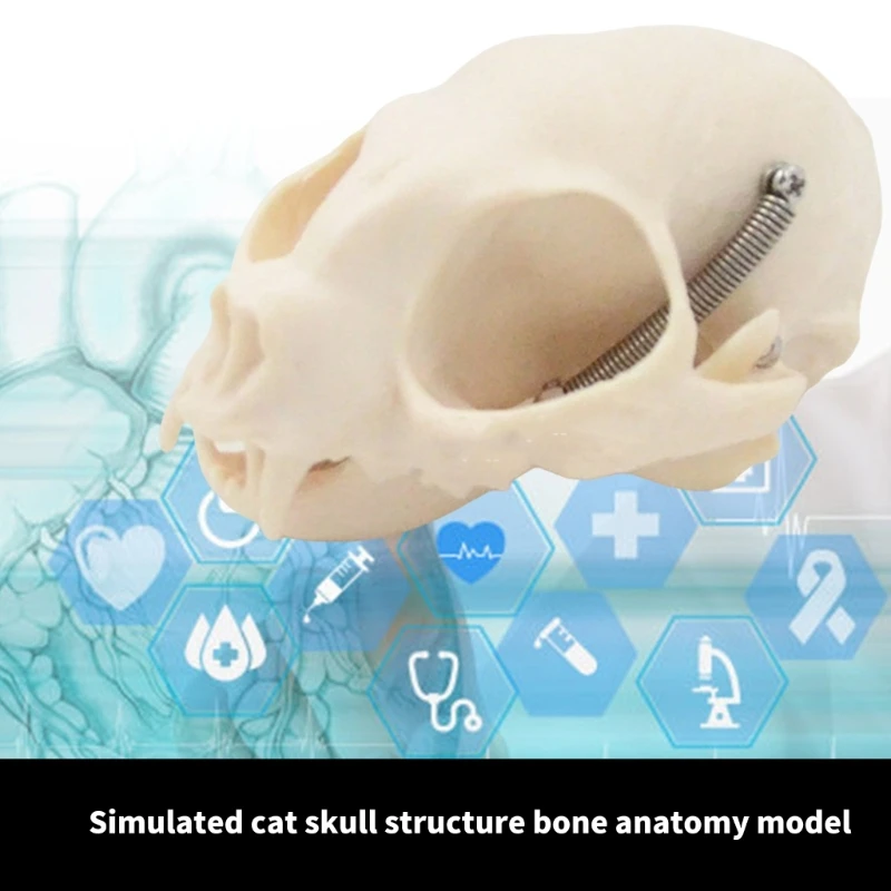 القطط التشريحية مجسم لجمجمة القطط الحيوانية رئيس الهيكل العظمي نموذج سنوريات رئيس العظام
