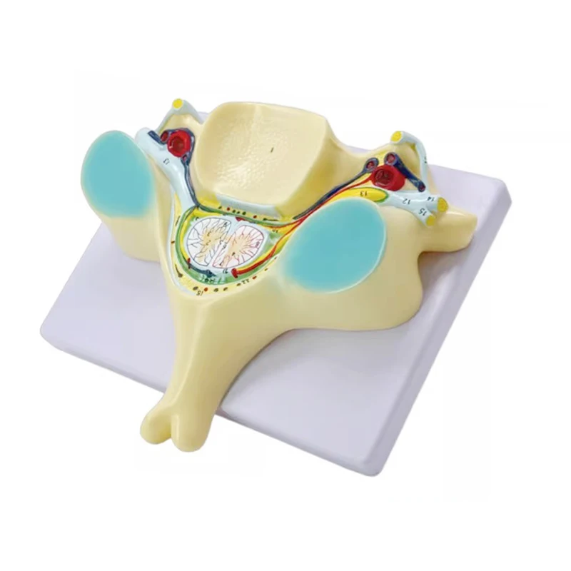 

Увеличенная модель пятого шейного отдела позвоночника, человеческий скелет, анатомическая модель, медицинский обучающий инструмент