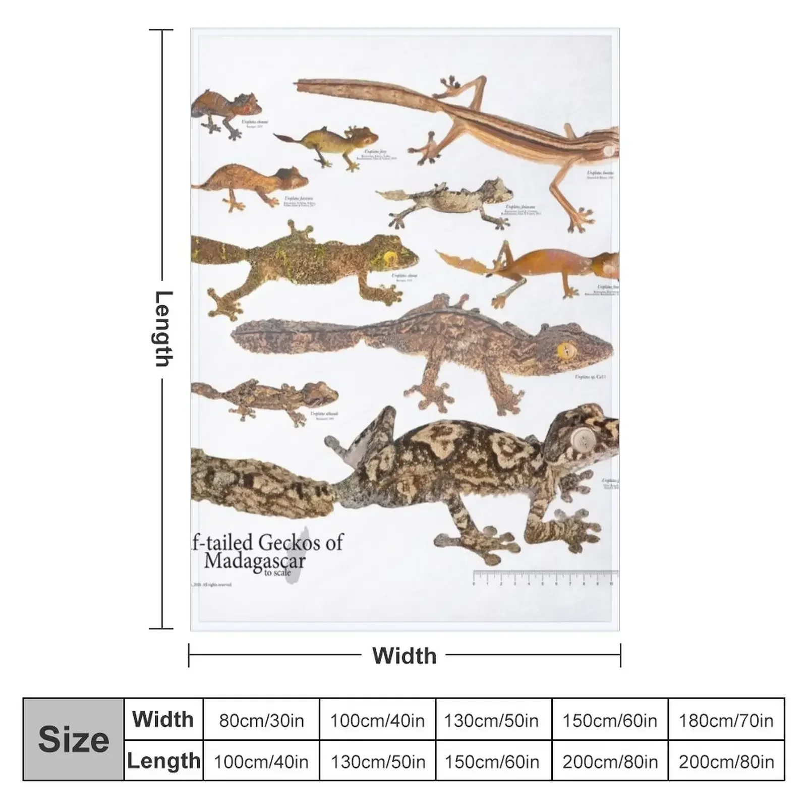 Some Leaf-Tailed Geckos of Madagascar to Scale, Version 1.0 Throw Blanket Flannels cosplay anime Blankets