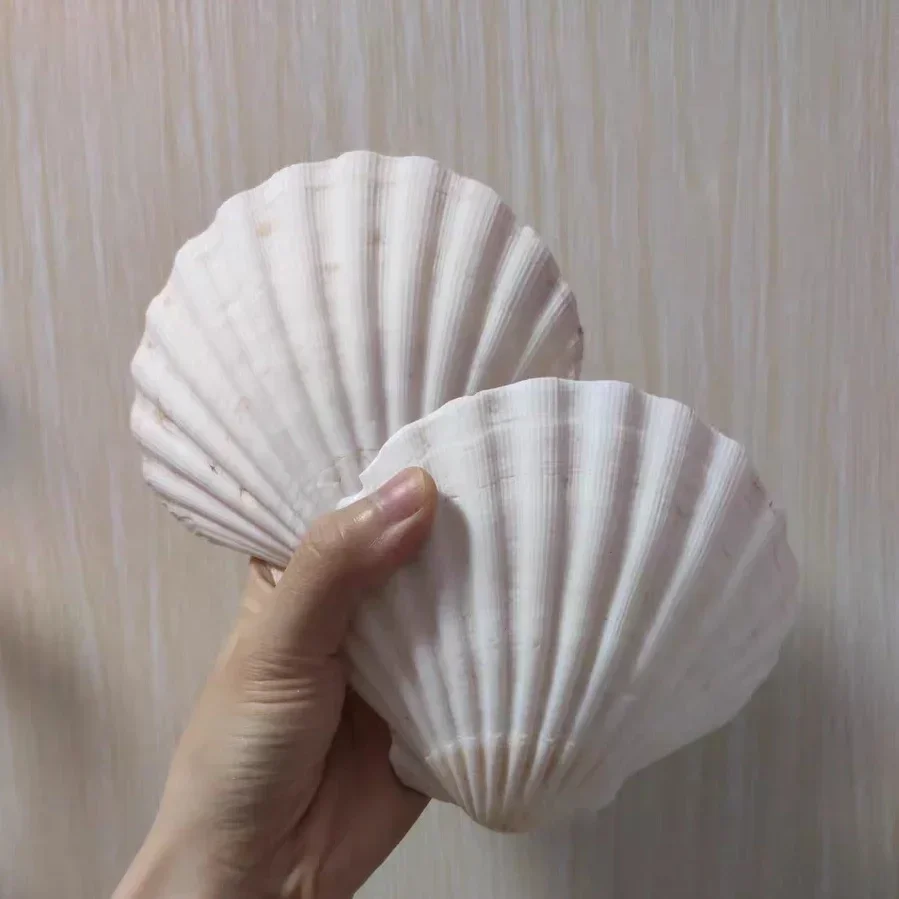 Natural Large White Scallop Shells Wall Stickers Children's Painting Shells Conch Fish Tank Landscaping Handmade Decoration