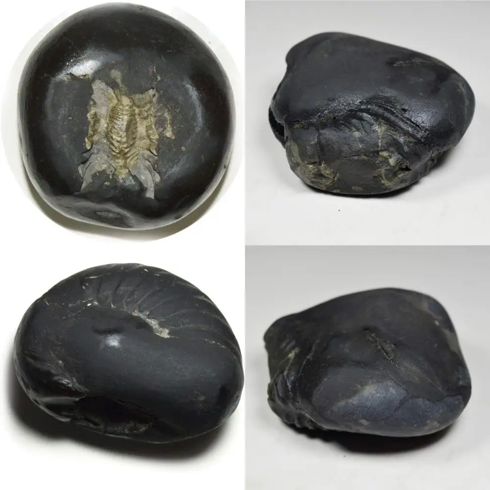 

Wholesale A+ Quality 55-Carat Shaligram Stone from Gandaki River, Nepal - Lord Vishnu Fossil, Original Gemstone for Collectors