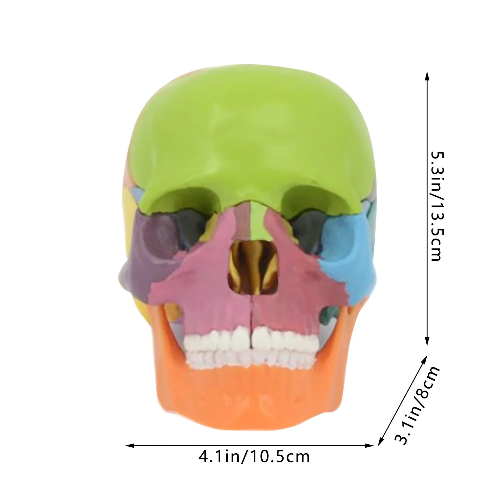 1PCS Desktop Ornaments Room Decors Detachable Human Skull Model Detachable And Assembled 4d Cap 1:2 Model 15 Parts