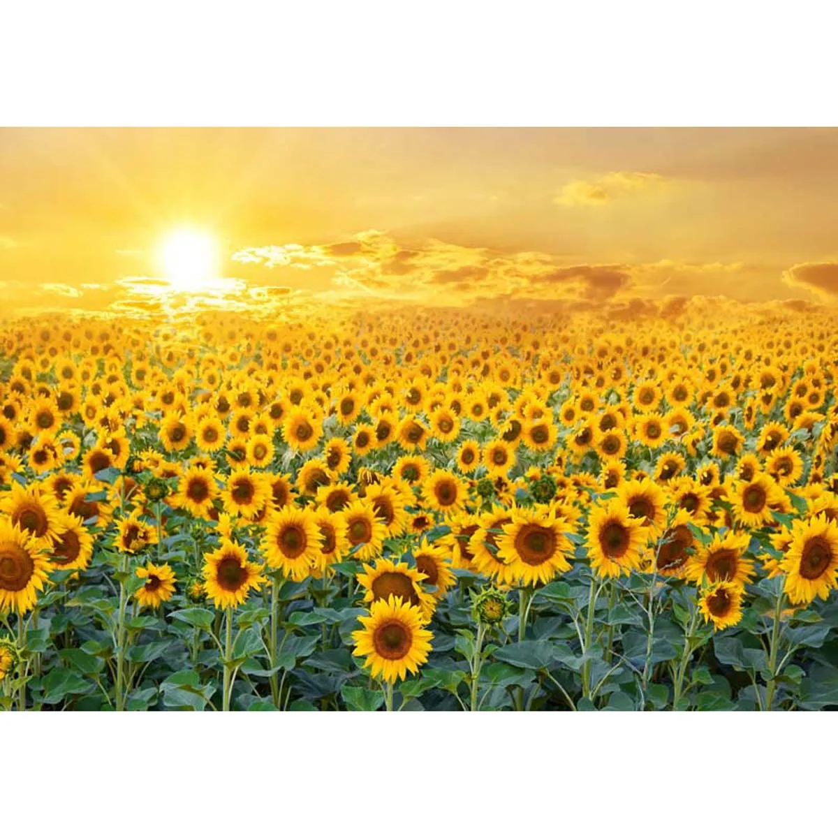 Allenjoy Sweet Sunflower Field Backdrop