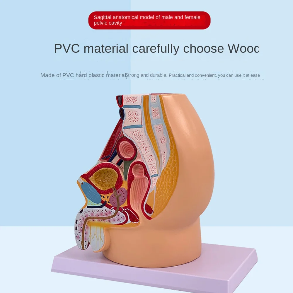 Modello di anatomia pelvica sagittale Organo riproduttivo maschile e femminile Sistema riproduttivo Modello di insegnamento medico dell\'utero