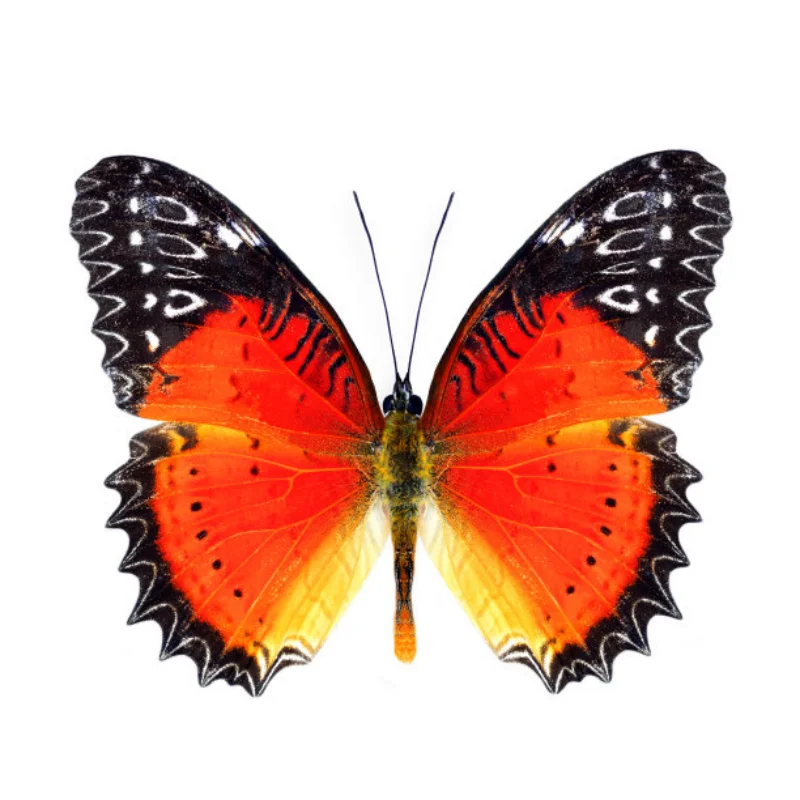 เฉพาะสำหรับรถบังคับวิทยุ MJX 1/12 H12Y/H12Y+ ชิ้นส่วนตกแต่งตัวถังรถโลหะ 41 กรัม ผลิตจากอะลูมิเนียม 6061 สำหรับการอัพเกรดและการดัดแปลง