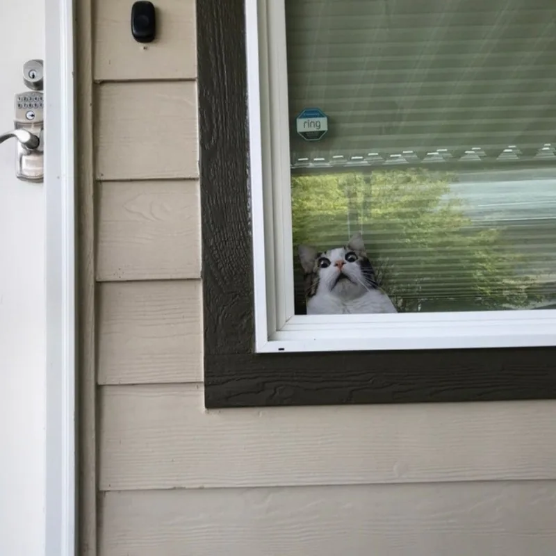 2 szt. Naklejki Strach na Koty - Śmieszne Naklejki z Kotami w 2 Rozmiarach, Śmieszny Kot, Śmieszna Naklejka z Kotem, Naklejka z Kotem
