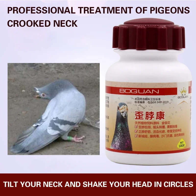 Crooked neck Kang homing pigeon racing Crooked head and crooked neck pigeon with Newcastle disease pigeon plague