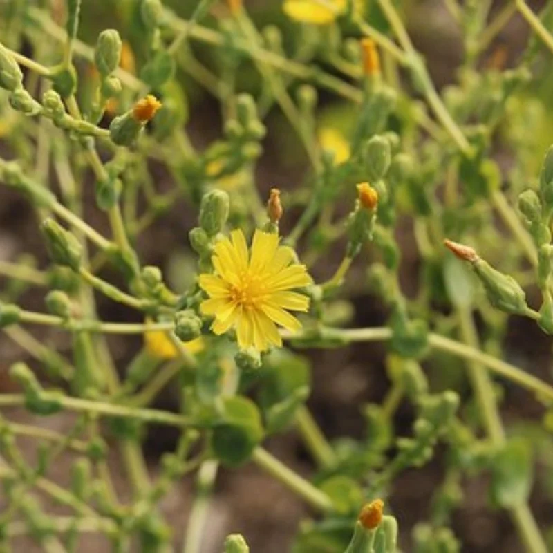 

4 шт. 116 мм 1,9 дюйма, мягкая резиновая шина для 1/10 RC гусеничного автомобиля FMS Yikong axila SCX10 CROSSRC R166, детали модификации