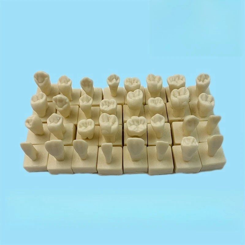 Lab 28 Teeth Standard Model 1.2 Times Permanent Teeth with Base Model Student Engraved Teeth Reference Model Tool