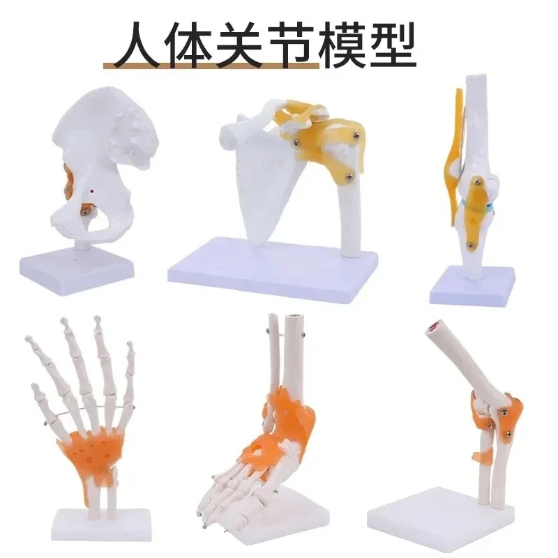 

Human joint model skeleton elbow wrist ankle bone shoulder knee joint hip orthopedic accessory ligament medical teaching aids