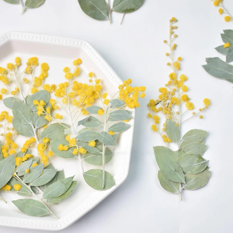 12pcs,Natural Acacia Branches with Leaves DIY Dry Flower Plant Photo Frame Phone Case Epoxy Jewelry Embossed Face Petal Makeup
