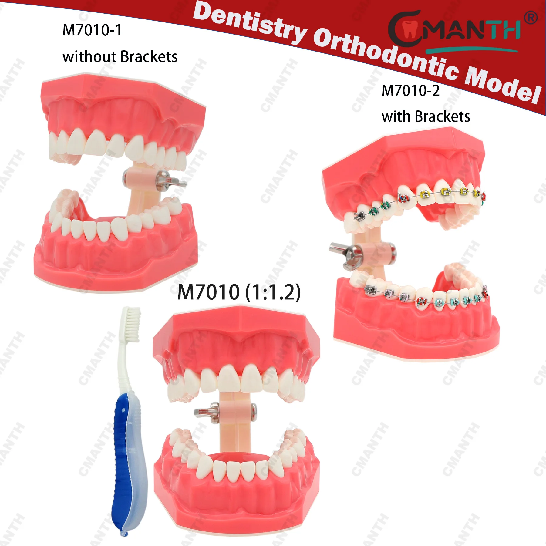 

Dental Teeth Model Standard Orthodontic Dismountable Teaching study teeth Model For Patient Education Demo Dentistry Products