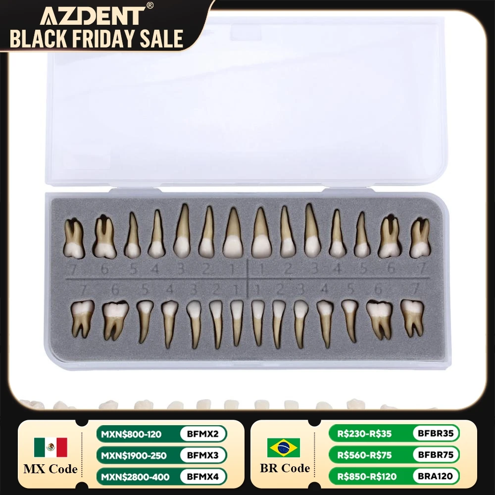 28PCS Dental 1: 1 Permanent Teeth Demonstration AZDENT Teach Study Model Dentist Implant Teaching Model