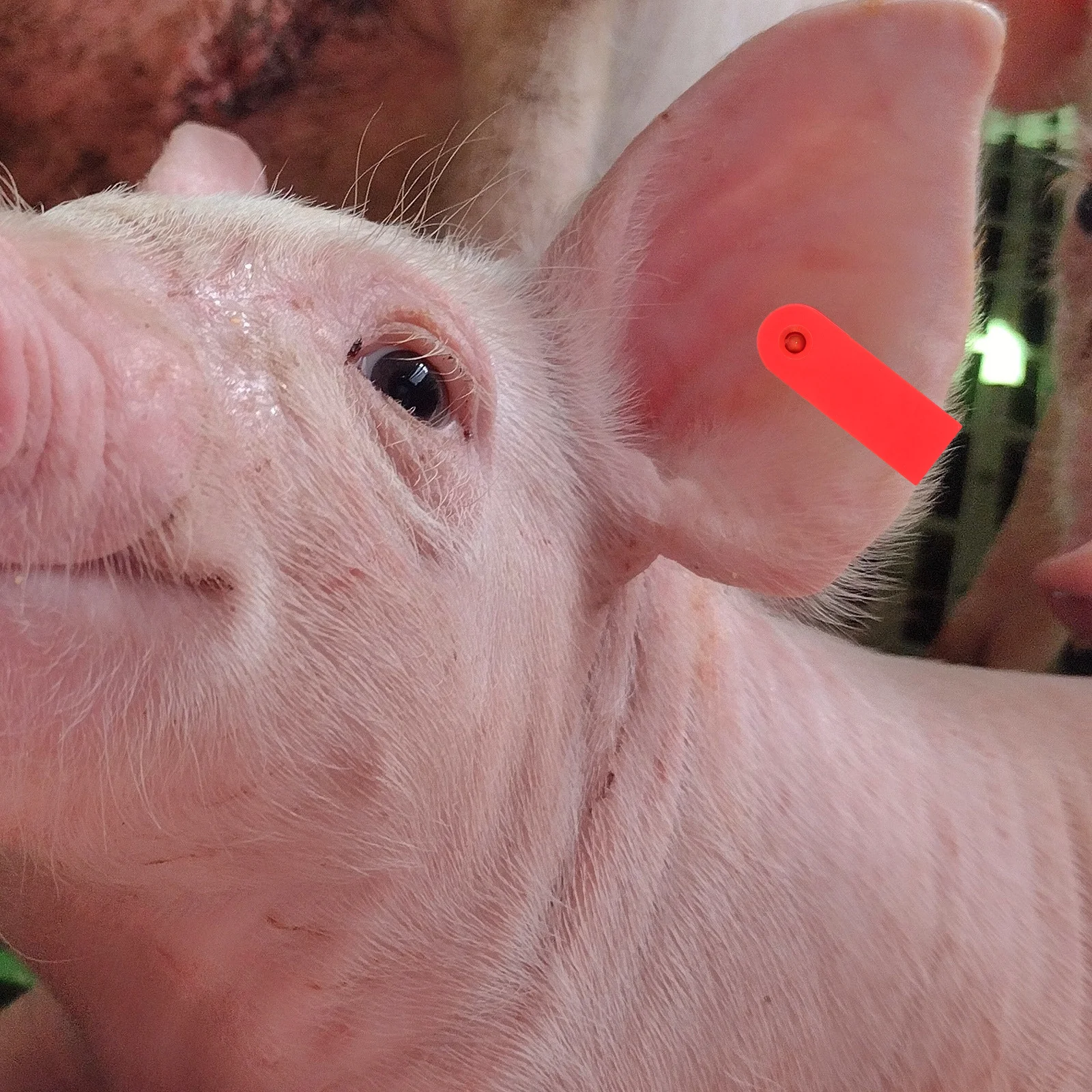 100pcs Sheep Ear Tags Durable Plastic Animal Id Tags For Cattle Pig Goat Cow Livestock Identification Ear Tag Veterinary