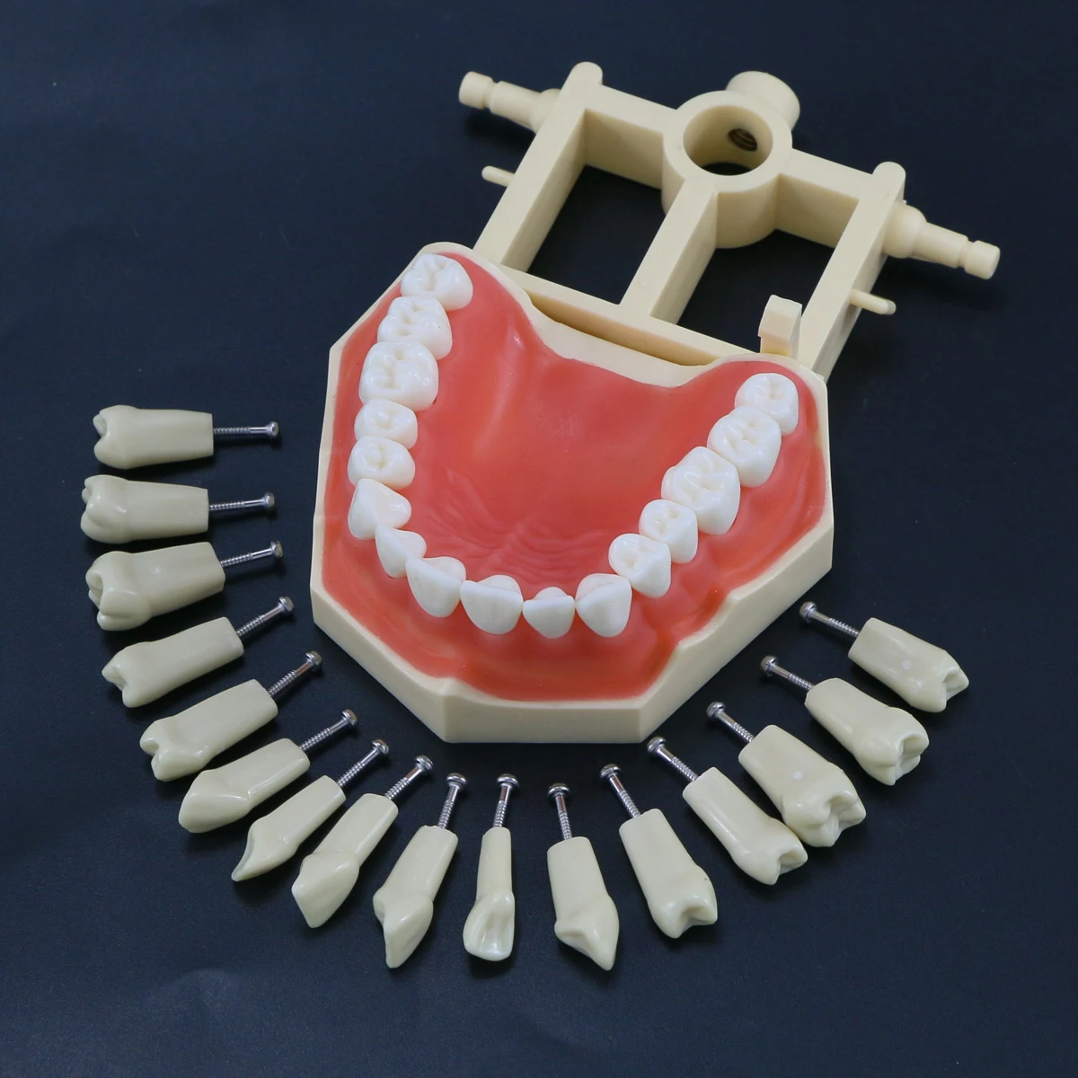 Modelo de dentes tipodonte restaurador dentário 32 unidades de dentes removíveis Frasaco AG3 tipo M8022 M8014